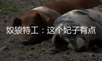 奴狼特工：这个妃